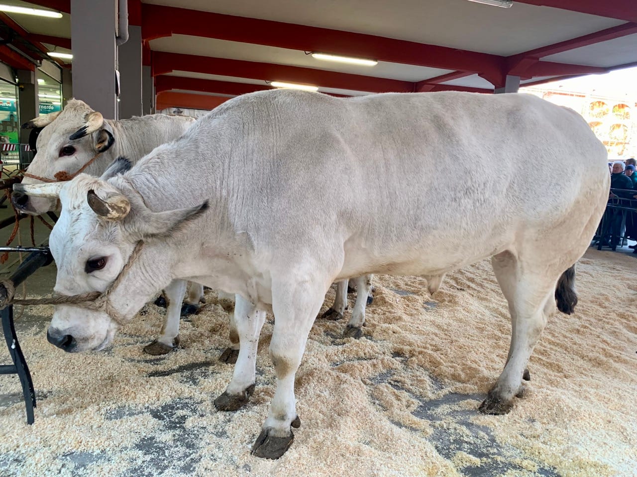 Oxen on display ahead of the auction.