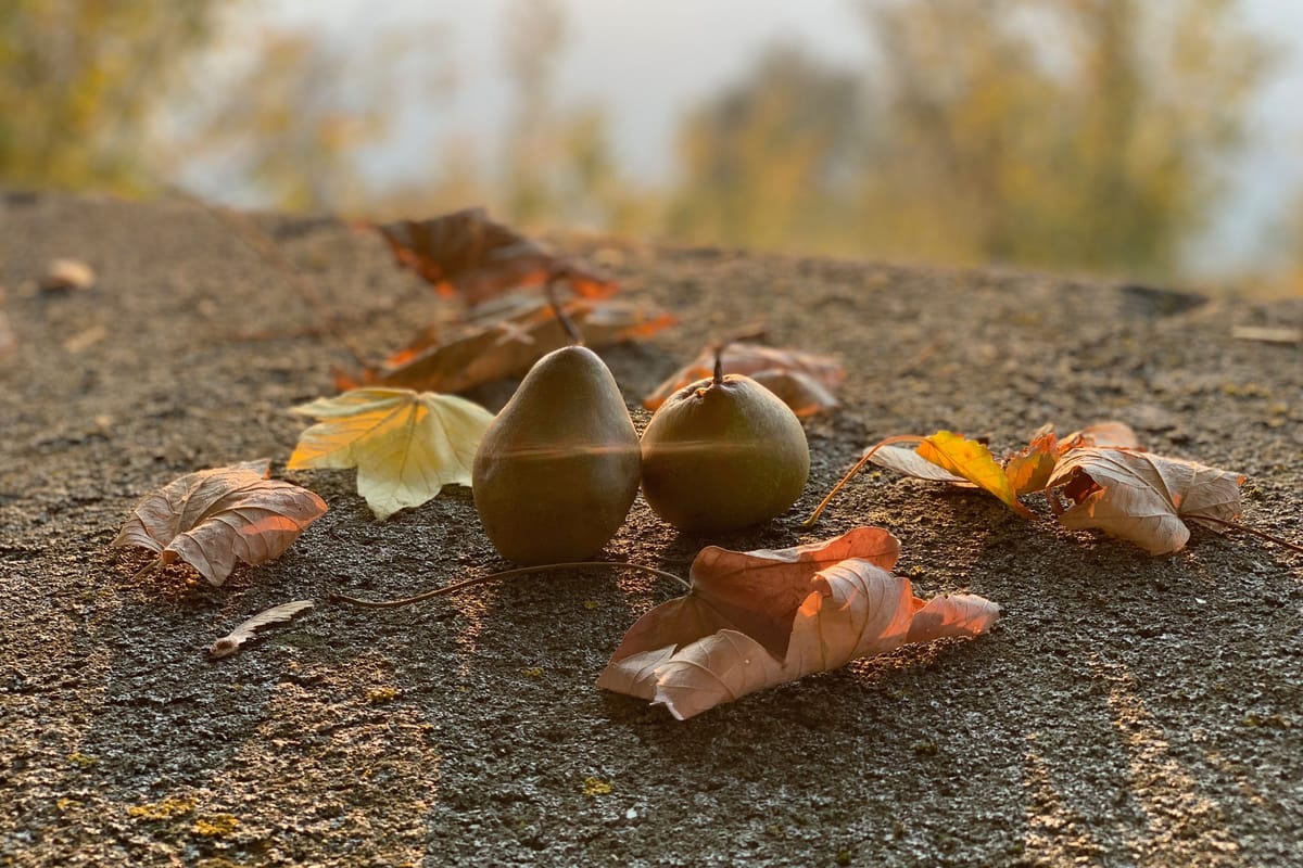 Local madernassa pears in Piedmont in October.